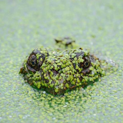 Peran Negara dalam Menjaga Kedaulatan Budaya